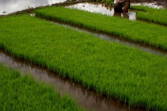 Maningjau Lake (197)gftd