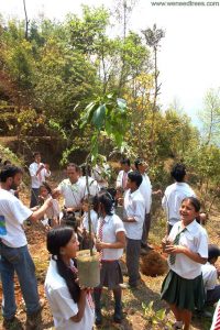 Planting tree in Kathmandu