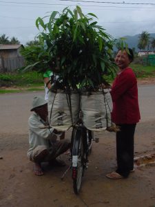 Planting tree in Kampot