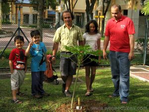 Planting tree in Garden city