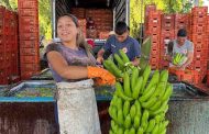 Banana farm